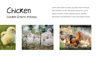 Cattle Farm Business PowerPoint Templates_11