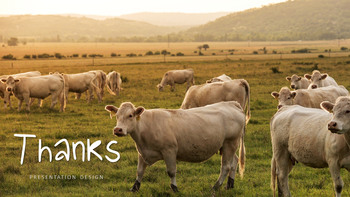 Cattle Farm Business PowerPoint Templates_40