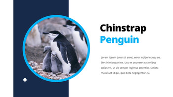 펭귄 프레젠테이션 PowerPoint 템플릿 디자인_10