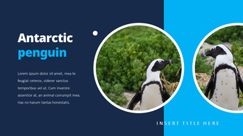 펭귄 프레젠테이션 PowerPoint 템플릿 디자인_17