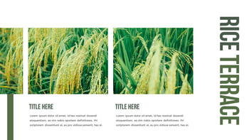 水稻梯田 功率点PowerPoint._06