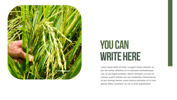 水稻梯田 功率点PowerPoint._11