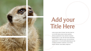 野生动物 演示文稿幻灯片PPT._06