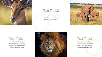 野生动物 演示文稿幻灯片PPT._07