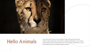 野生动物 演示文稿幻灯片PPT._08