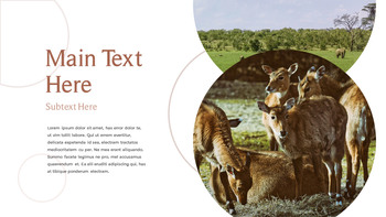 野生动物 演示文稿幻灯片PPT._21