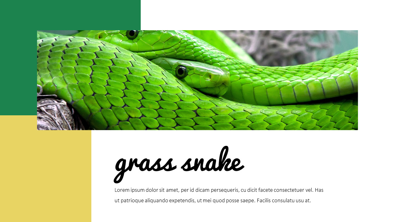 Snake Presentation PowerPoint|Lifestyle|Templates