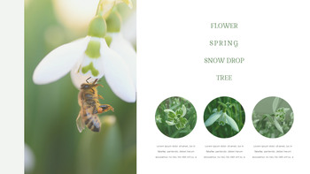 Snow Drop Presentation Google Slides Templates_10