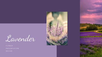 Lavanda Google Slides Modelli_19