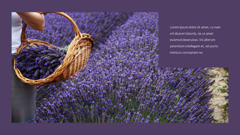 Lavender Google Slides Templates_21