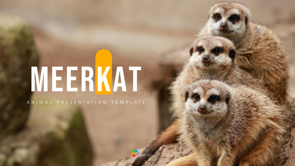 猫鼬 幻灯片PowerPoint._01