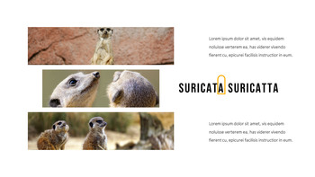 猫鼬 幻灯片PowerPoint._06