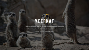 猫鼬 幻灯片PowerPoint._17