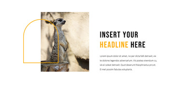 猫鼬 幻灯片PowerPoint._24