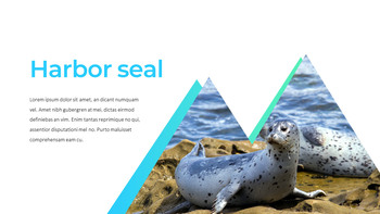 海豹 谷歌幻灯片主题和模板_05