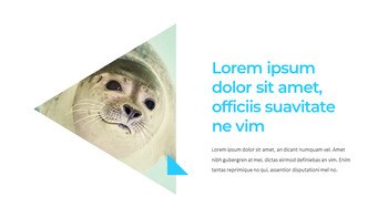 海豹 谷歌幻灯片主题和模板_10