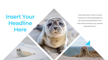 海豹 谷歌幻灯片主题和模板_18