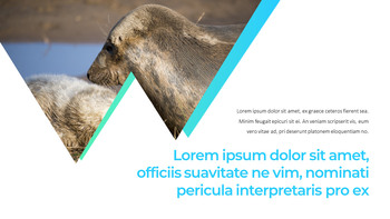 海豹 谷歌幻灯片主题和模板_21