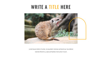 Meerkat Google Slides Templates_07