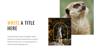 Meerkat Google Slides Templates_15