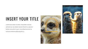 Meerkat Google Slides Templates_18