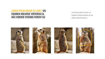 Suricate Modèles de diapositives Google_19