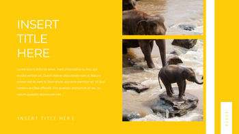 Elephant slideshare ppt_19