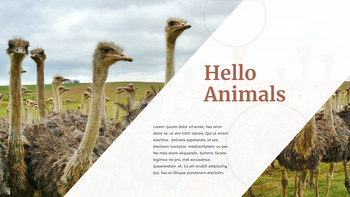 野生动物 谷歌演示模板_05