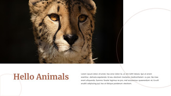 野生动物 谷歌演示模板_08