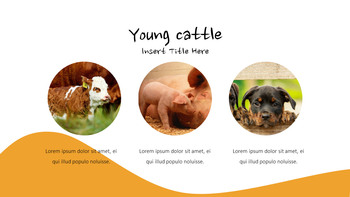 Cattle Farm Simple Google Presentation_13