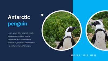 Pinguin Google Slides Mac_17