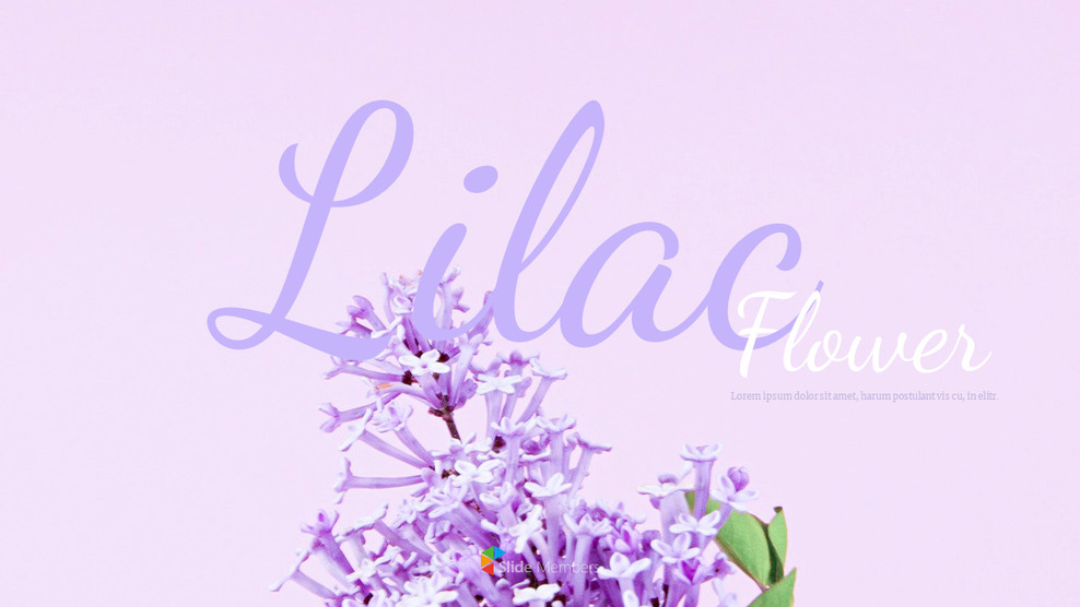 Lilas Modèles de présentation Google Slides_01