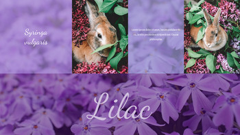 Lilac Google Slides Presentation Templates_05