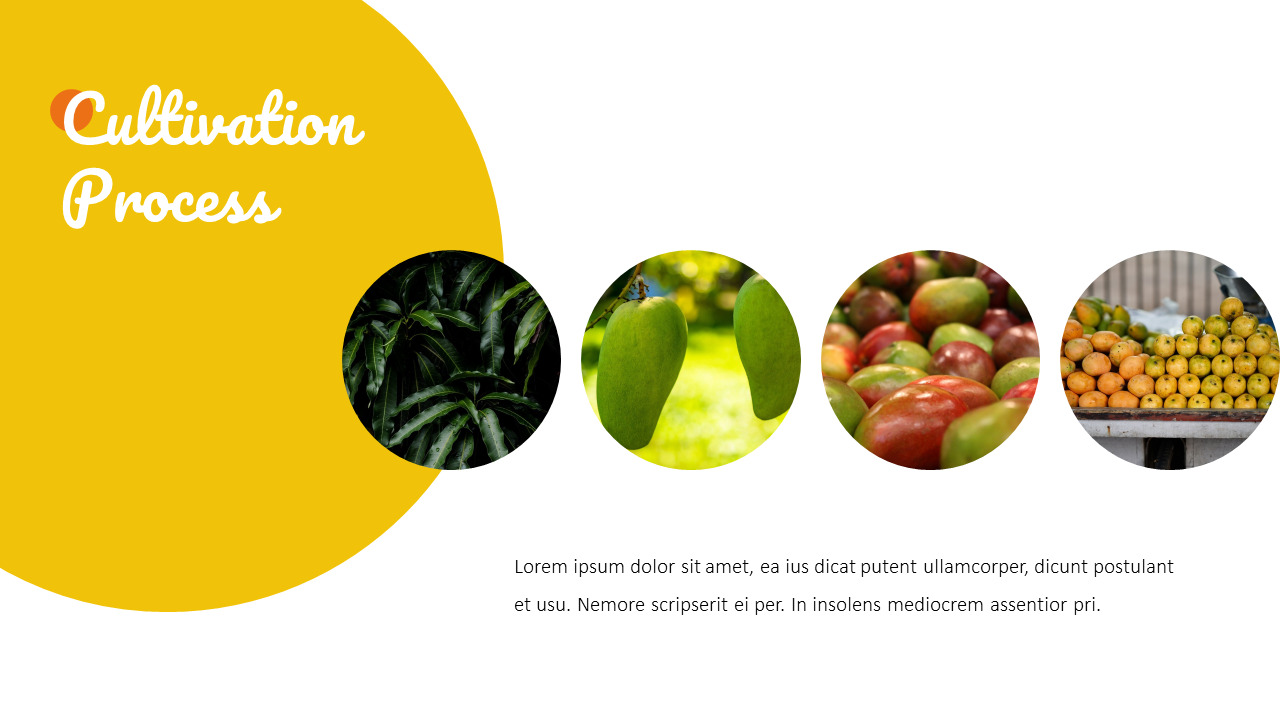 Mango slideshare ppt|Business|Google
