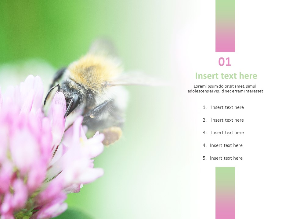 bee powerpoint template free
