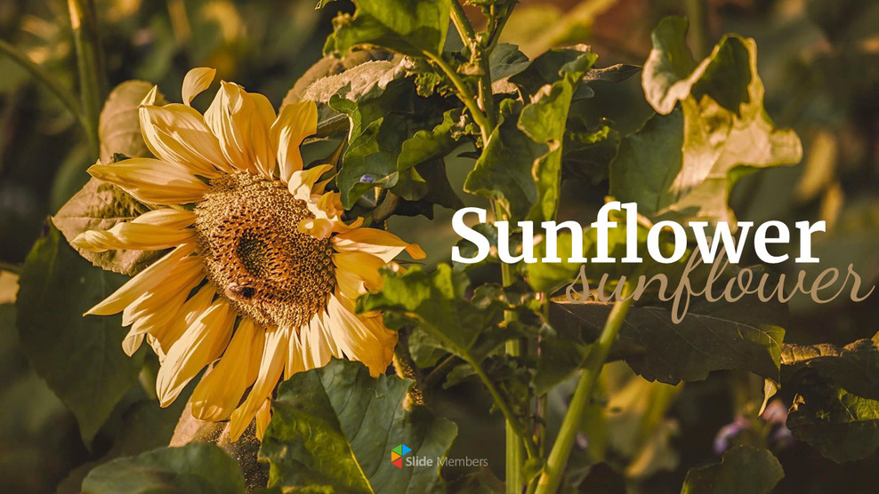 Tournesol PowerPoint vers Google Slides_01