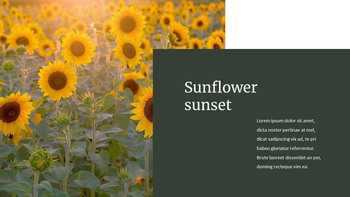 Girasole PowerPoint a Google Slides_09