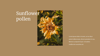 Girasole PowerPoint a Google Slides_14