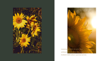 Sonnenblume PowerPoint zu Google Slides_17