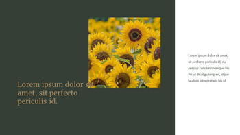 Sonnenblume PowerPoint zu Google Slides_19