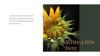 Sonnenblume PowerPoint zu Google Slides_20