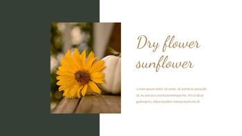 Sonnenblume PowerPoint zu Google Slides_22