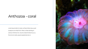 Acquario Presentazione di Google PowerPoint_06