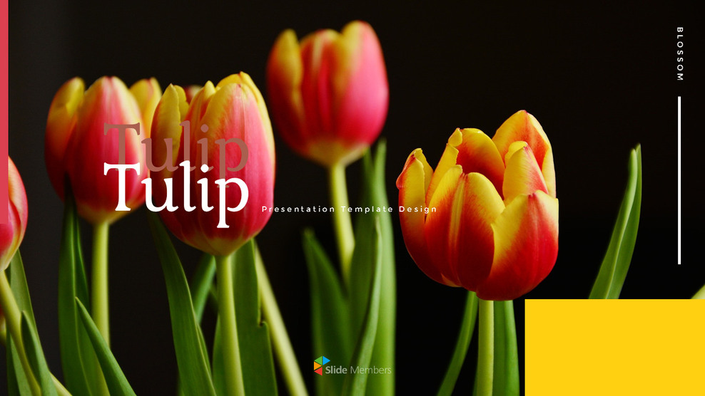 Tulipán Diseño de diapositivas fácil_01