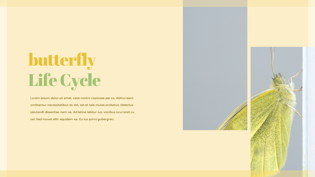 Butterfly PowerPoint Design ideas|Lifestyle|Templates