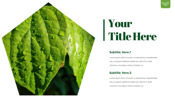 露珠 幻灯片演示文稿_10