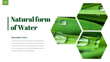 露珠 幻灯片演示文稿_13