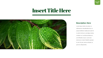 露珠 幻灯片演示文稿_22