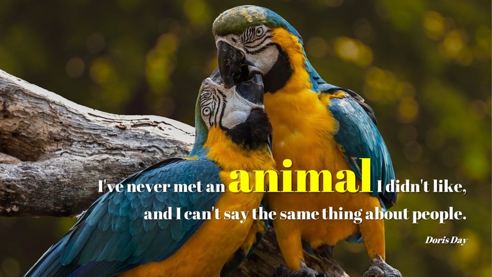 Animal - PPT Slides_01