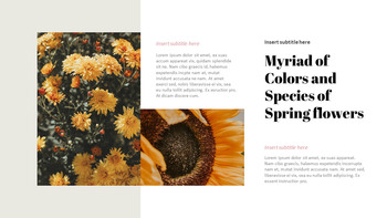 Spring Flower Google Slides Themes_09